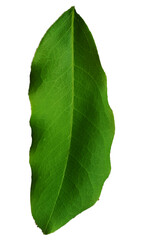 Obraz premium Realistic tropical green leaf with five pointed lobes and visible veins, isolated on transparent background. Perfect for botanical designs, eco-friendly projects, natural product packaging.