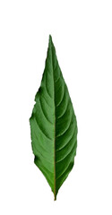 Realistic tropical green leaf with five pointed lobes and visible veins, isolated on transparent background. Perfect for botanical designs, eco-friendly projects, natural product packaging.