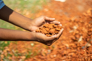 Hands holding a pile of reddishbrown soil and small rocks