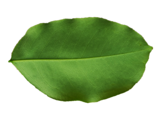 Realistic tropical green leaf with five pointed lobes and visible veins, isolated on transparent background. Perfect for botanical designs, eco-friendly projects, natural product packaging.