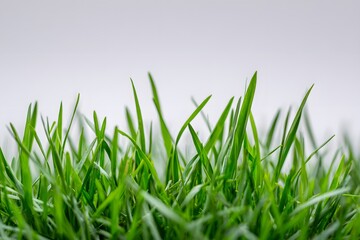 Fototapeta premium Lush, green blades of grass are displayed in a , highlighting the natural texture, vibrancy and color of the plants, with a shallow depth of field creating a soft blurred background against a clean...