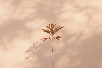 Obraz premium A slender young plant with reddish green leaves casts a shadow on a pale peach wall