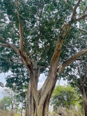 old tree in the forest