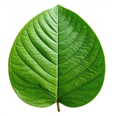 Obraz premium Close-up of a vibrant green leaf, oval-shaped, with prominent veins