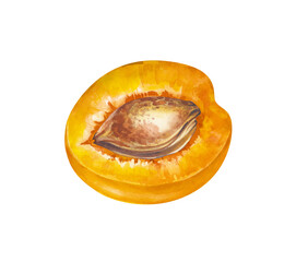Half an apricot with a stone, hand-drawn. A watercolor illustration of a juicy fruit is isolated on a white background. Gardening. Cooking. Clipart.
