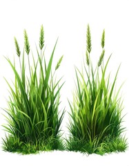 Two vibrant green grass tufts against white