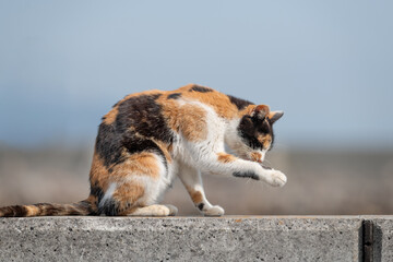 堤防に座って毛繕いをする可愛い三毛猫	