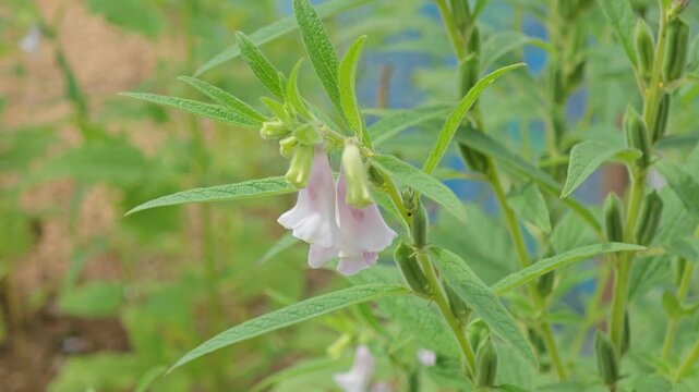 Black Sesame Plant in Garden.