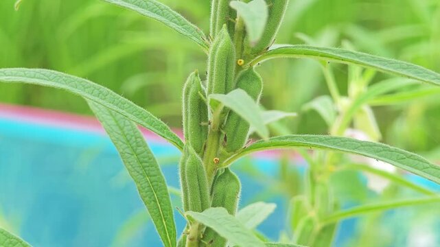 Black Sesame Plant in Garden.