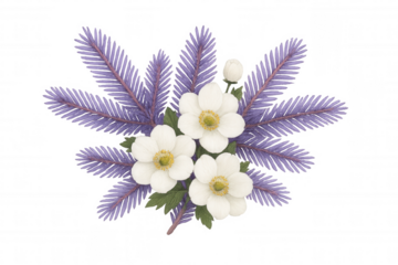 White anemone flowers blooming with purple fir branches composition on transparent background