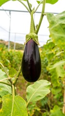Close-up of a dark purple eggplant hanging from a vine