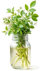 Fresh green herbs in a glass jar filled with water  