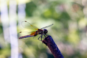 a beautiful red dragonfly on a branch in a blurred background with highlights and bokeh. space for text. a colorful macro photo of an insect. close-up. screensaver.
