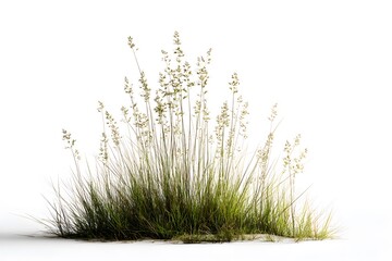 A  view showcases a vibrant patch of wild grass, comprising long, slender blades and delicate flower heads, all set against a stark, clean white background, emphasizing natural textures.