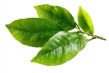 Obraz premium Fresh green limes on branch with leaves citrus fruit natural organic healthy vitamin C agriculture harvest tropical ingredient 