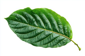 Obraz premium Fresh green guava leaf isolated white background natural organic botanical herbal medicine health wellness nutrition tropical fruit 