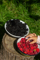 Little Girl Eating Raspberries and Blackberries in the Garden. The True Taste of Summer