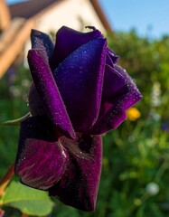 Close-up of a dark purple rose with dew drops