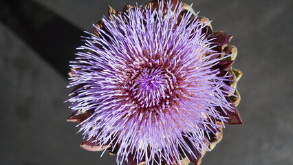 Artischocke, Cynara cardunculus subsp. scolymus