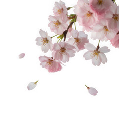 Fototapeta premium Beautiful sakura flowers isolated on white PNG