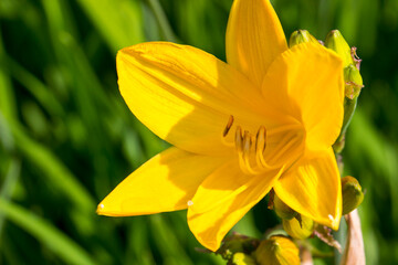 beautiful yellow daylily flower on a blurred green background. close-up. natural light.