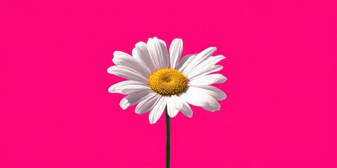 Daisy Delight: A single, radiant daisy, its pristine white petals and golden center, blooms against a vibrant pink backdrop, capturing simplicity and nature's elegance.
