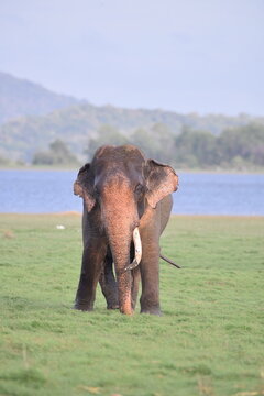 Asian Elephant with Broken Tusk in Minneriya National Park, Sri Lanka