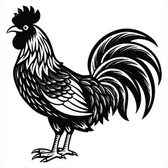 Rooster Vector Illustration. Rooster Line Art. Vintage Rooster Sketch. Traditional Rooster Artwork. Handmade Rooster Drawing. Rooster Clipart Black and White.. Detailed Rooster Illustration. Rooster.