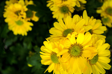 Bright Close-Up of a Cluster of Vibrant Yellow Daisy Flowers