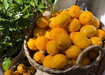 Italian Lemons ripe citrus fruits.