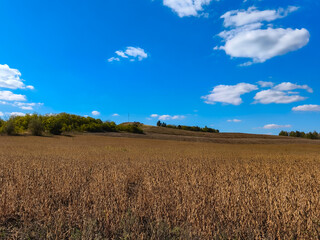 Obraz premium wheat field and blue sky