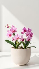 Pink orchid flowers in a modern pot on a white shelf  