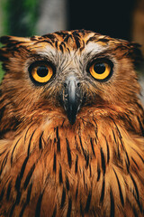 Striking Close-Up Portrait of Brown Fish Owl Captivating Wildlife Image