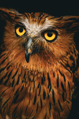 Detailed Portrait of a Majestic Brown and Yellow Owl Bird Creature