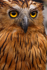 Detailed Close Up of Striking Brown Feathered Owl Face Wildlife Portrait