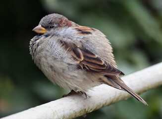 A young male house sparrow perches on a city garden fence. Blurred dark green background. Soft selective focus.