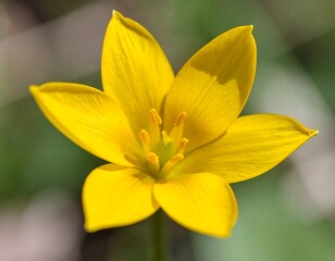 Obraz premium Close-up of a vibrant yellow flower (6)