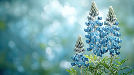 Stunning Blue Lupine Flowers with Bokeh Background, Nature's Beauty.