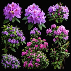 Nine vibrant rhododendron bushes in shades of purple and pink, isolated against a black background