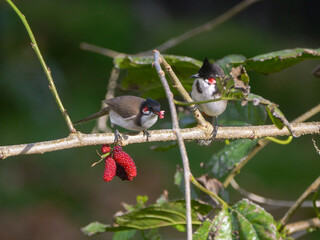 Red Whiskered Bulbul birds eating ripe blackberries on tree