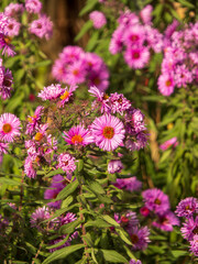Vibrant Pink Aster Flowers Blooming in Sunlight