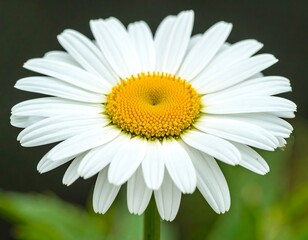 Fototapeta premium Close-up of a white daisy (1)