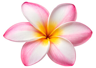 Fototapeta premium Pink and White Plumeria Flower with Yellow Center Keywords flower, plumeria isolated on a transparent background