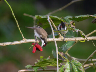 Red Whiskered Bulbul birds eating ripe blackberries on tree