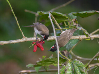 Red Whiskered Bulbul birds eating ripe blackberries on tree
