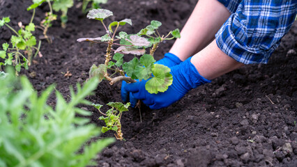 A person is planting a plant in the dirt. The person is wearing blue gloves. The gloves are on the person's hands