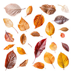 Autumn Set png