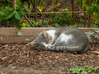 Peaceful Gray and White Cat Napping in Garden Dirt