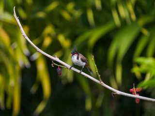 Red Whiskered Bulbul bird eating ripe blackberries on tree