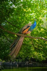 Peacock Sitting on a tree